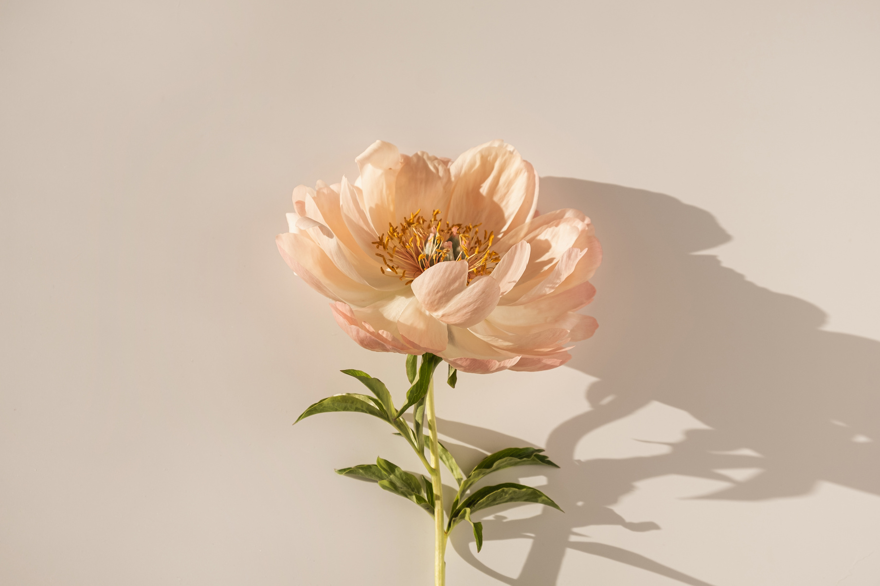 Pink Peony Flower on Beige Background 